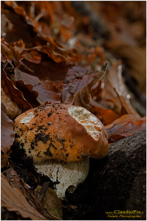 Boletus edulis??